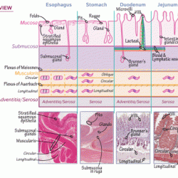 Histology of digestive system quiz