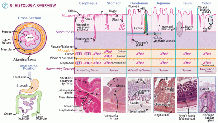 Histology of digestive system quiz