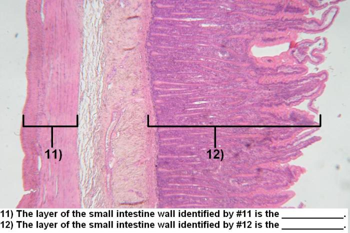 Histology of digestive system quiz