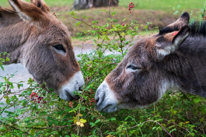 Can donkeys freeze to death in the winter