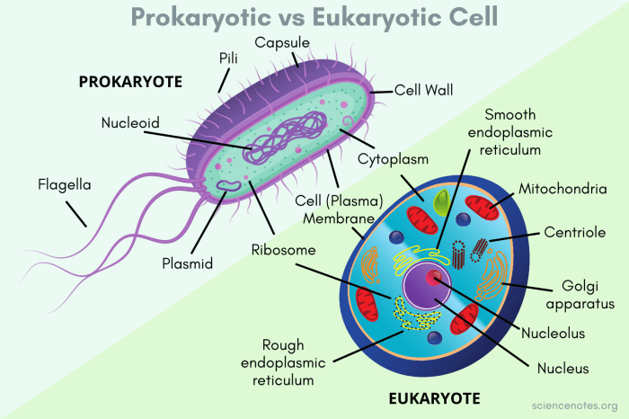 Prokaryotic and eukaryotic cells worksheet pdf