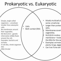 Prokaryotic and eukaryotic cells worksheet pdf