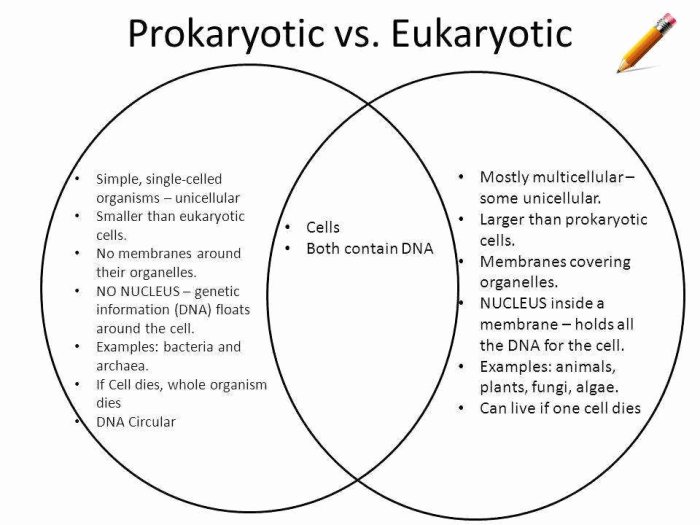 Prokaryotic and eukaryotic cells worksheet pdf