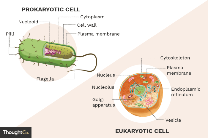 Prokaryotic and eukaryotic cells worksheet pdf